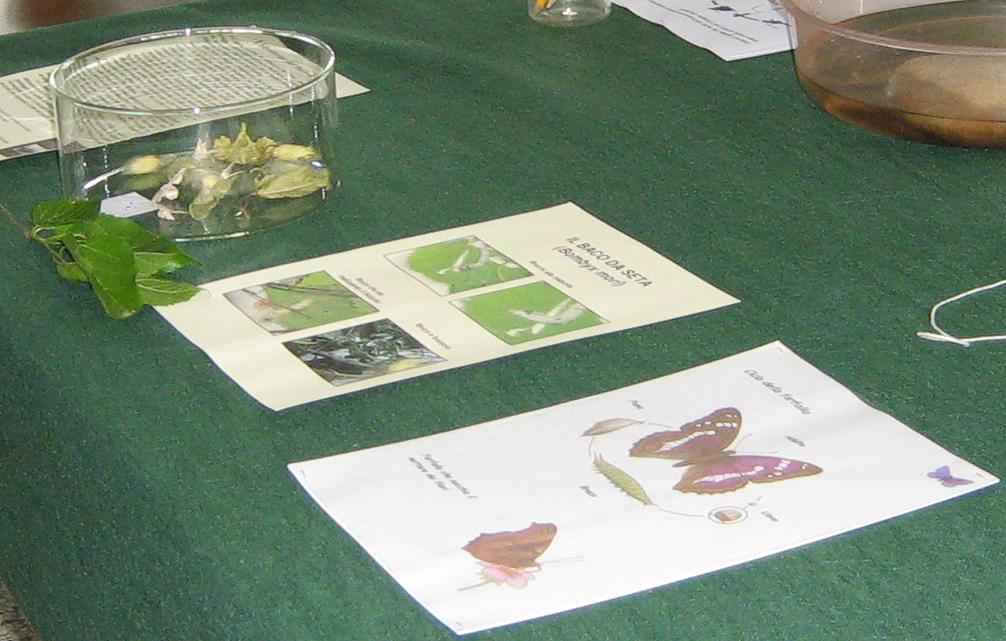 Festa erbe palustri (+ mostra fossili)